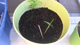 Planting a Bamboo Rhizome [upl. by Jakob]