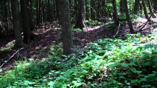 Mackinac Island Carriage Tours [upl. by Earl667]