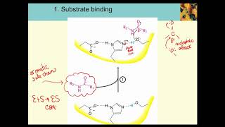 Serine Protease [upl. by Randi]