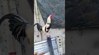 The best for the man fighting cockfighting chickenlovers [upl. by Catarina]