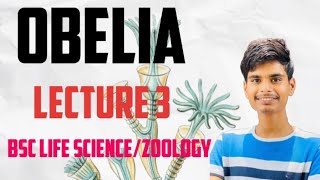 Obelia bsc life sciencebsc zoologylecture 3 [upl. by Leirza]