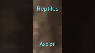 Reptilia zoo of reptilesReptiles [upl. by Jud]