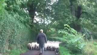 Farmer Moving Sheep On Narrow Scottish Road Near Auchterarder Scotland [upl. by Adnauqaj242]