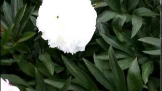 Lactiflora Madame Claude Tain  R2 Flowers BV  Peonies [upl. by Amata]