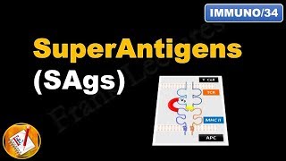 Superantigens SAgs FLImmuno34 [upl. by Alyek]