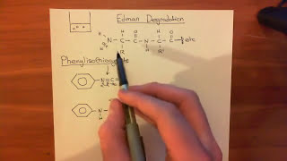 Protein sequencing  Edman Degradation Part 1 [upl. by Wenda]