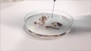 Graphene Oxide GO Fiber coagulation  SEE lab [upl. by Mayes]