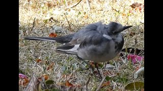 洲原公園の景色と野鳥雌のハクセキレイ？  Female White Wagtail [upl. by Adnak]