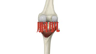 腘肌 popliteus muscle [upl. by Enyaw]