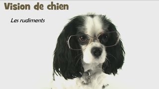 Vision de chien – Comment voient nos chiens [upl. by Zzabahs]