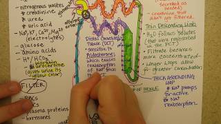 Nephron function Part 2 [upl. by Alimrahs]