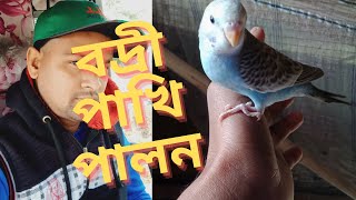 বদ্রি পাখি পালনbadri pakhi palon korar padhdhatibazrigar pakhi kibhabe palon korte hoybird [upl. by Aehr]