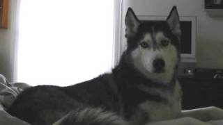 Mishka the Talking Husky Sings  quot I love you quot [upl. by Thorfinn]