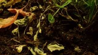 Bindweed  Convolulous timelapse [upl. by Akeemaj]