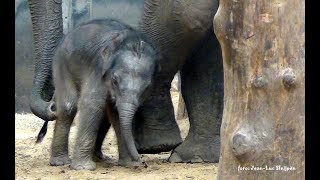 Dierenpark Amersfoort  6 days old elephant [upl. by Asssilem]