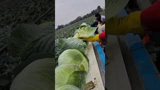 Are you harvesting cabbage like this farming cabbage agriculture [upl. by Ahsekin]