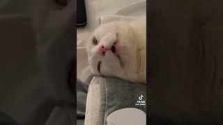 Get ✍️ heating ✍️ pad ✍️ for ✍️ cat funnycats catsoftiktok catshorts [upl. by Dulciana537]