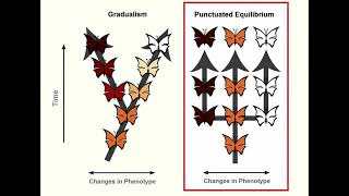 GRADUALISM vs PUNCTUATED EQUILIBRIUM EVOLUTION BY N S LIFE SCIENCES G 12 ThunderEduc M SAIDI [upl. by Durst478]