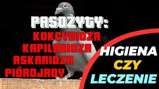 GOŁĘBIE POCZTOWE DUŻO TEMATÓWDO OBGADANIA [upl. by Acnayb]