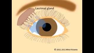 Eye Anatomy Eyes and Vision Part 1 V2 Newest Version [upl. by Hettie]