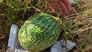 2 🎃 Dynie na podkładki i inne rośliny dyniowate na koniec września na poletku eksperymentalnym [upl. by Bunker]