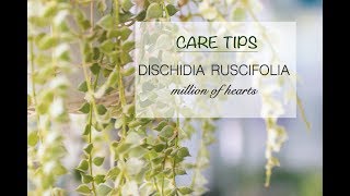 CARE TIPS FOR DISCHIDIA RUSCIFOLIA – MILLION HEARTS ❤️ [upl. by Griselda720]