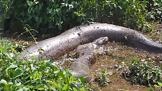 6 COBRAS GIGANTES CAPTURADAS NO BRASIL [upl. by Krum]