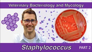 Staphylococcus Part 2  Veterinary Bacteriology and Mycology [upl. by Keegan]