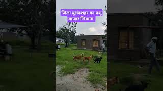 Siyana cattle market of district Bulandshahr buffalovideo cow agriculture pashubazar [upl. by Neelyk521]