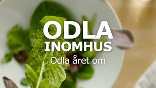 ODLA INOMHUS – Odla året om [upl. by Seigel]