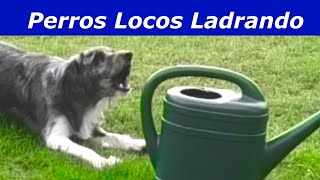 Perros Locos Ladrando Perros ladrando muy fuerte [upl. by Parthen452]