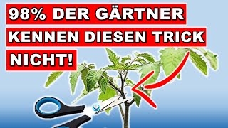 TOMATEN ANZUCHT und PFLEGE für MEGA ERNTE  DER EINFACHSTE WEG ohne Pflanzenlampen [upl. by Wilkey582]