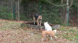 Central Asian Shepherd fights two dogs [upl. by Atterehs]