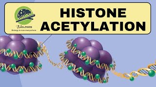 Histone Acetylation  Histone  Biodotcom  histone CSIR DBT GATE [upl. by Deena]