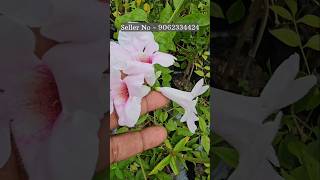 📌Tecoma flower plant online sell  wholesale nursery Horticultureking kolkata Online sell [upl. by Atirma]