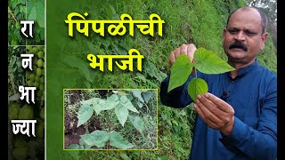 पिंपळीची भाजी । रानभाजी । Pimpinella wallichiana । Banga । Ranjire  Western Ghats Medicinal Plants [upl. by Shalom]