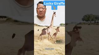 Lucky Giraffe vs lion 🦒😁shorts animals lion wildlife wildanimals giraffe funny [upl. by Forrest546]