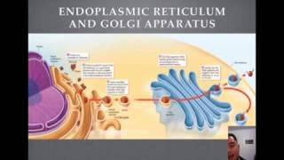 Endoplasmic Reticulum and Golgi Apparatus Tutorial [upl. by Noek]