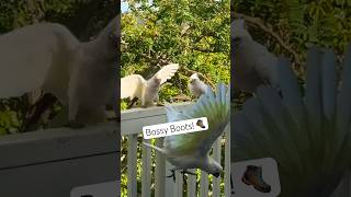 Small Corella Cockatoo is on a Mission bossy boots bird‼️🚨🚨🚨 [upl. by Legyn]