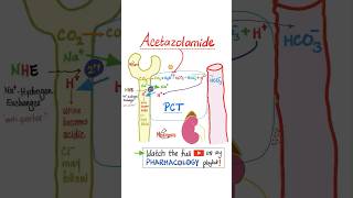 Acetazolamide Diuretics  Pharmacology…mbbs nurse nclex doctor usmle pharmacist veterinary [upl. by Aniarrol324]