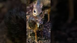 Chevrotain  The Mouse Deer [upl. by Ennirac728]