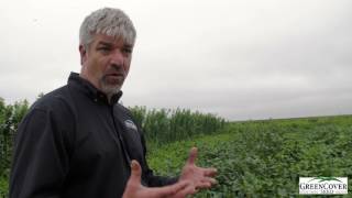 Forage Soybean Cover Crop  Test Plot Summer 2016 [upl. by Idac772]