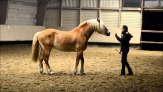 Penn ar Stivell étalon haflinger au travail en liberté avec Pauline Beulze [upl. by Particia]