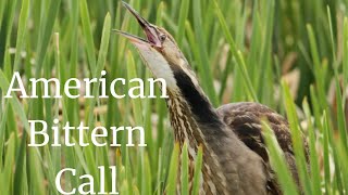 American Bittern Call [upl. by Hillari]