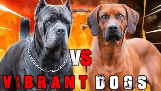 Cane Corso vs Rhodesian Ridgeback  Rhodesian Ridgeback vs Cane Corso  Billa Boyka [upl. by Barth110]