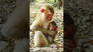 😍 Funny amp Adorable 😍🐒 Baby Monkeys Daily Life Videos 2022 🐒 reels monkey animals vira 115 [upl. by Ennaej]