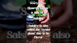 How to grow a ton of Salsify Shoots [upl. by Inat]