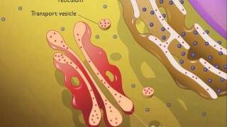 Lysosomes HD Animation [upl. by Uke]