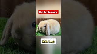 rabbit breeds part 1 [upl. by Sualk]