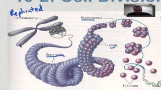 Chapter 10 Part 3  Eukaryotic Chromosomes [upl. by Enitsirc]